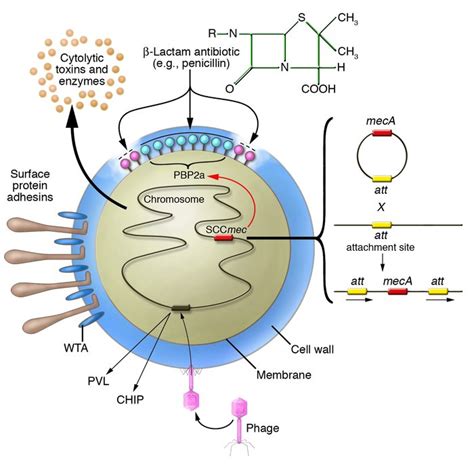 staphylo bacteria - pictures, photos