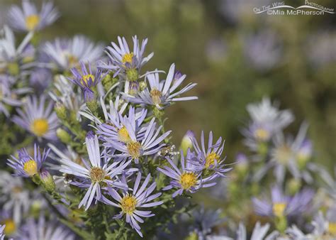 Blooming asters – Mia McPherson's On The Wing Photography