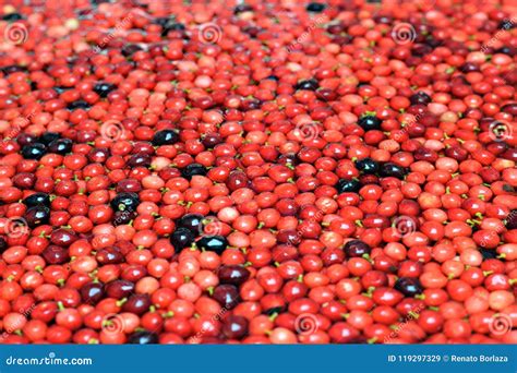 Bignay, Antidesma Bunius Tropical Fruit Floating on Water Stock Image ...