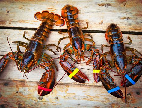 Global Warming Could Decimate Maine Lobsters by 2100, Study Says