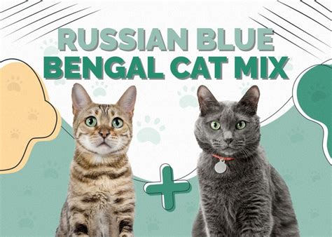 Russian Blue Bengal Cat Mix: Pictures, Care, Info & Traits | Hepper