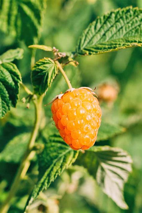 How To Grow Golden Raspberries – Raspberry