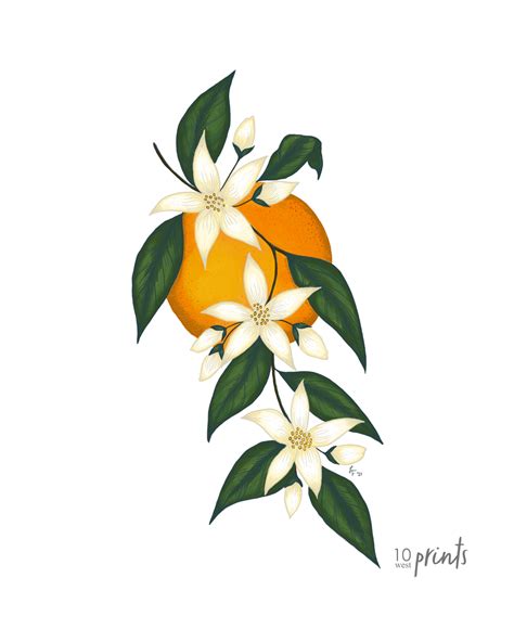 an orange with white flowers and green leaves on it's branch, painted ...