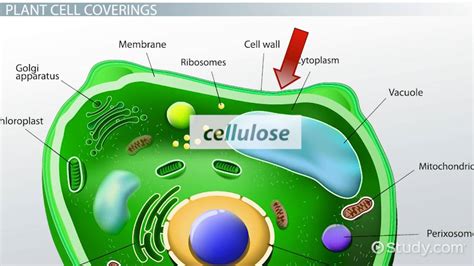 Plant Cell Cytoskeleton