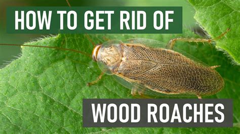 How to Get Rid of Wood Roaches (4 Easy Steps) - YouTube