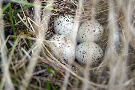 Sandpiper, Nest, Scotland, Wildlife, Eggs, Birds, Nest Box, Egg, Bird