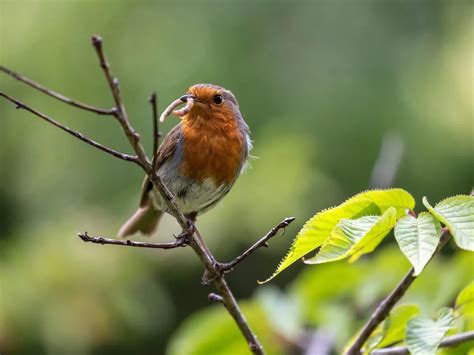 Do Robins Migrate? (European Robin Migration Guide) | Bird Fact