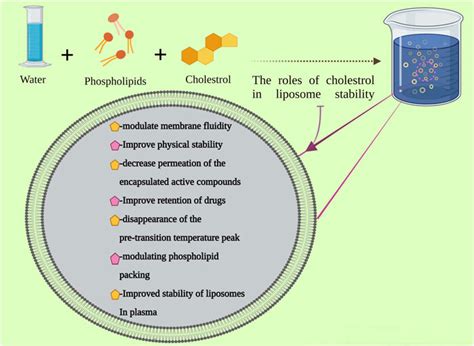 Frontiers | Liposomes: Structure, Biomedical Applications, and ...