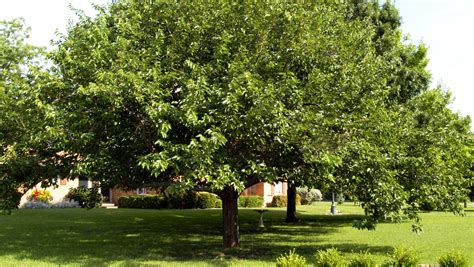 Don't remove healthy mulberry trees near dying one