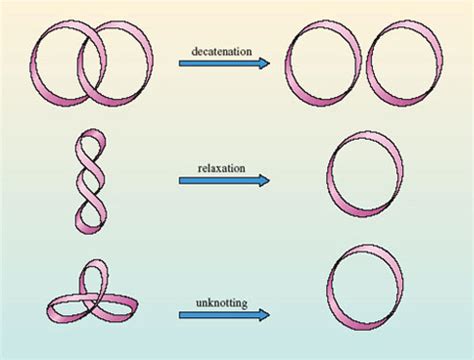 Dna Replication Topoisomerase Function