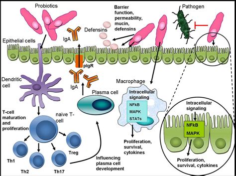 Understanding the canine intestinal microbiota and its modification by ...