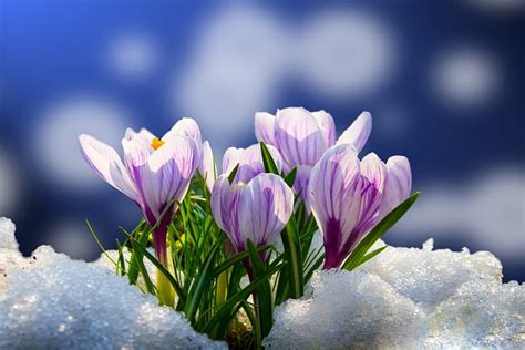 Spring flowers, pretty, crocus, snow, flowers, bonito, spring, winter ...