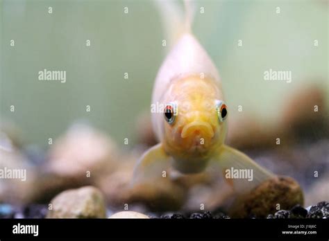 White common goldfish Stock Photo - Alamy