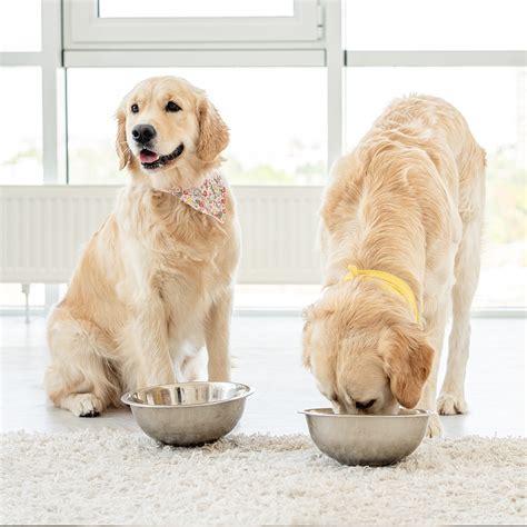 Best Dog Food for a Golden Retriever