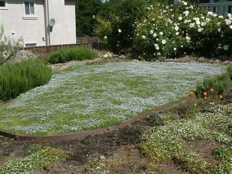 a garden with white flowers and green grass in front of a house on a ...