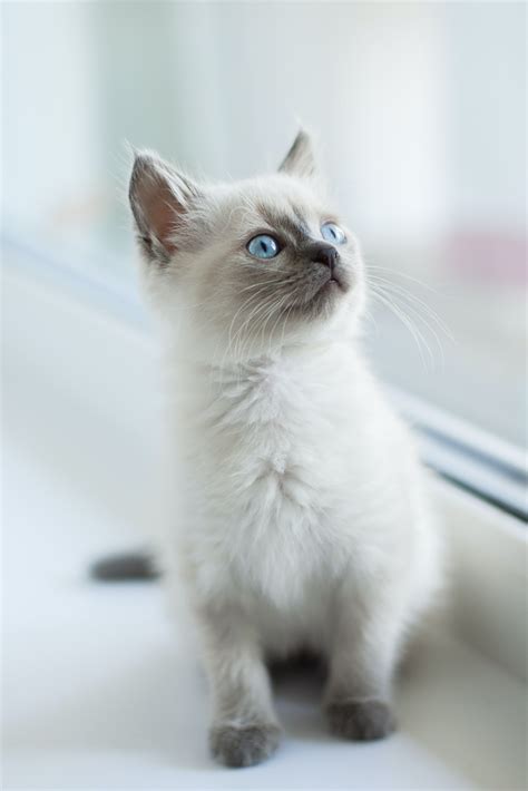 White And Gray Cats With Blue Eyes