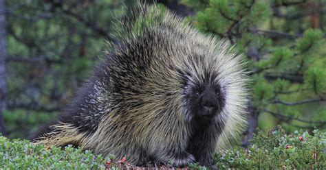 A prickly personality: Porcupine quills are a wonder of defensive ...