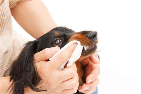 Dog Teeth Cleaning: 3 Tips That Don't Involve Brushing