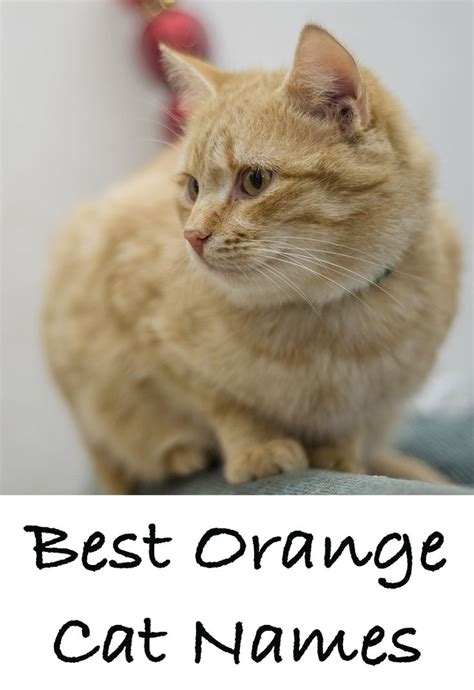 an orange cat sitting on top of a bed next to a white wall with the ...