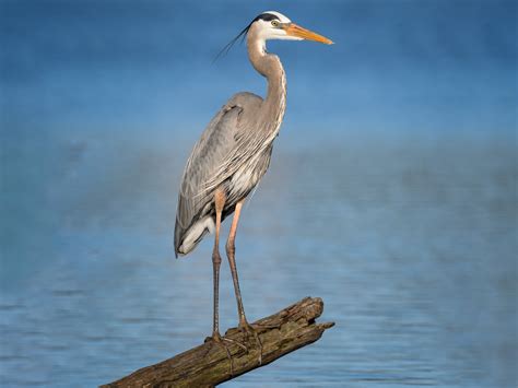 Grand Héron - eBird