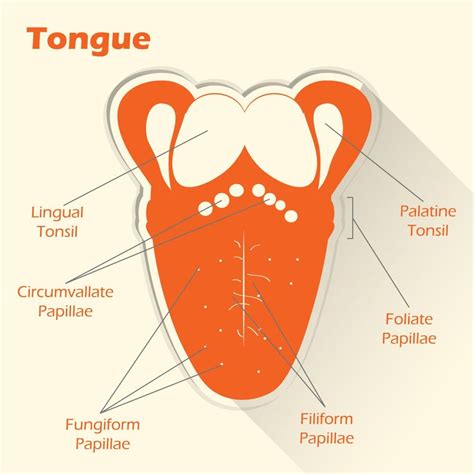 Bumps on the Tongue: Transient Lingual Papillitis - Facty Health