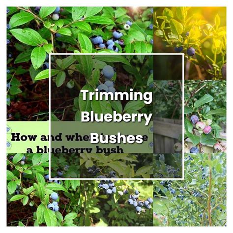 How to Grow Trimming Blueberry Bushes - Plant Care & Tips | NorwichGardener