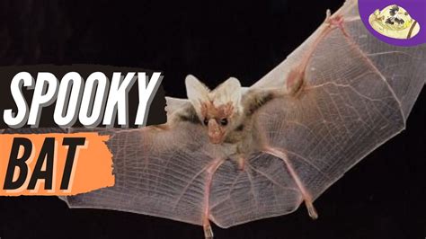 Ghost Bat Facts: Spooky or Adorable? - YouTube