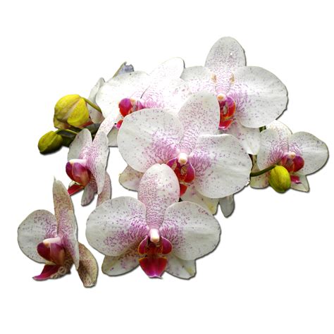 Fleur Danggrek Blanche PNG , Anggrek, Bunga Anggrek, Anggrek Putih ...