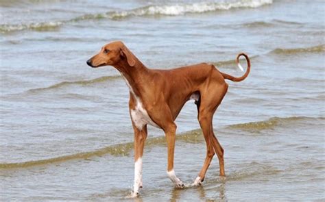 Know Azawakh Dog Breed- Origin, Behavior, Trainability, Facts, Photos ...