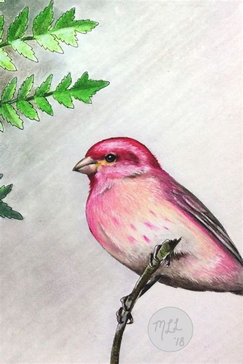 Purple Finch Drawing by Melody Lea Lamb 4x6 Inch or 5x7 Inch - Etsy