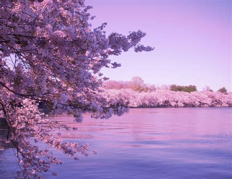 Cherry Blossom Desktop Wallpapers - Top Free Cherry Blossom Desktop ...