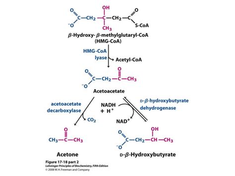 Exogenous Ketones: What They Are, Benefits of Use and How They Work ...