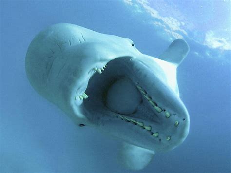 Ten Interesting Facts about Beluga Whales | Blog Posts | WWF