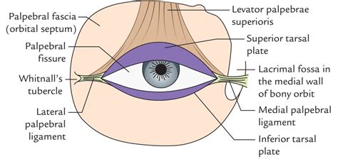 Eyelids – Earth's Lab