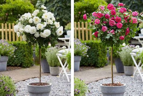 Flowering Patio Rose Trees - Patio Ideas