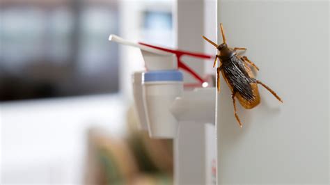 Roaches: How Do You Get Rid of Them - Pest Control Services