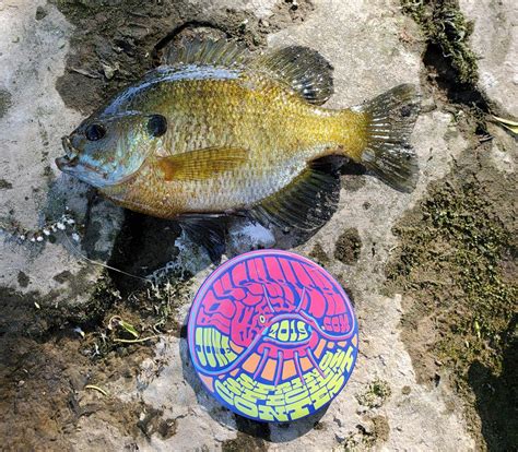 Sunfish, Bluegill | www.roughfish.com