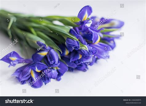 94,532 Iris Blue Stock Photos, Images & Photography | Shutterstock