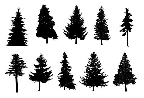 10 Pine Tree Silhouette (PNG Transparent) | OnlyGFX.com