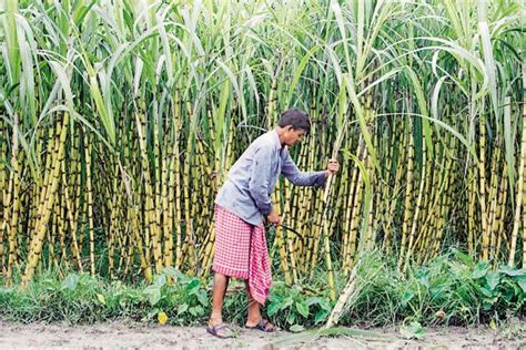 The plight of Karnataka’s sugar cane farmers - Livemint