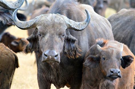 6 Things You Didn't Know About African Buffalo | AFKTravel