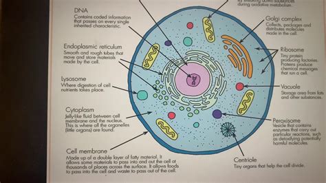 Animal Cell Parts And Their Functions