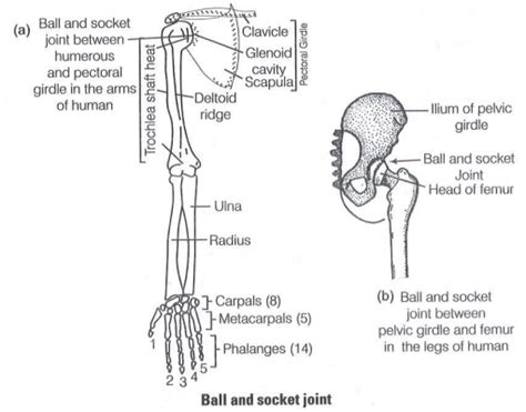 Give the location of a ball and socket joint in a human body