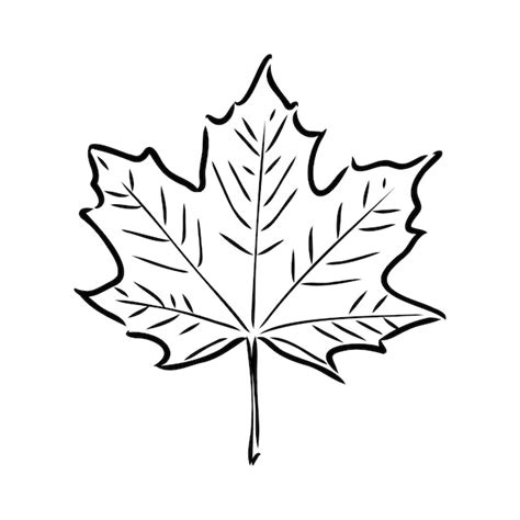 Premium Vector | Fall leaf clipart black and white leaf drawing vector ...