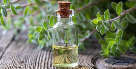 Marjoram Essential Oil Benefits, Uses, Side Effects and More - Dr. Axe