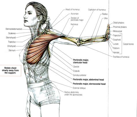 Pectoralis-Major. Stretch | Peitoral, Anatomia yoga, Alongamento