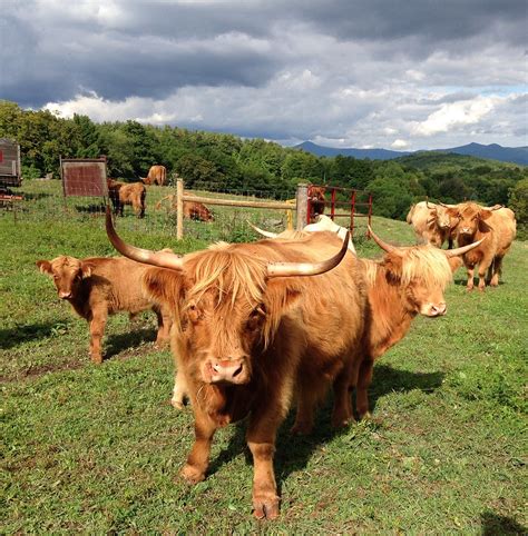 The Mystery of Cow Horns