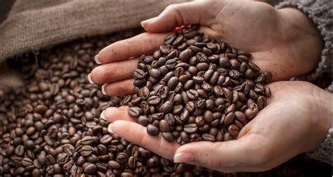 Which Coffee Beans are the Best? How to Choose Delicious Coffee Beans