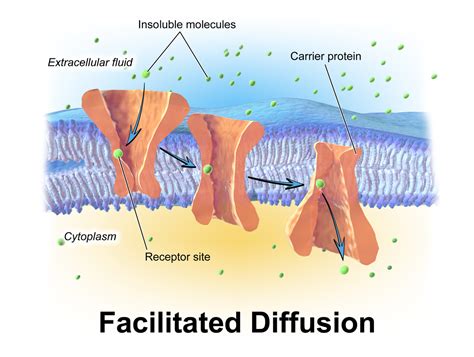 Facilitated diffusion - Wikipedia