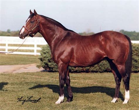 Northern Dancer Thoroughbred Racehorse, Yearling, Gelding, Canadian ...